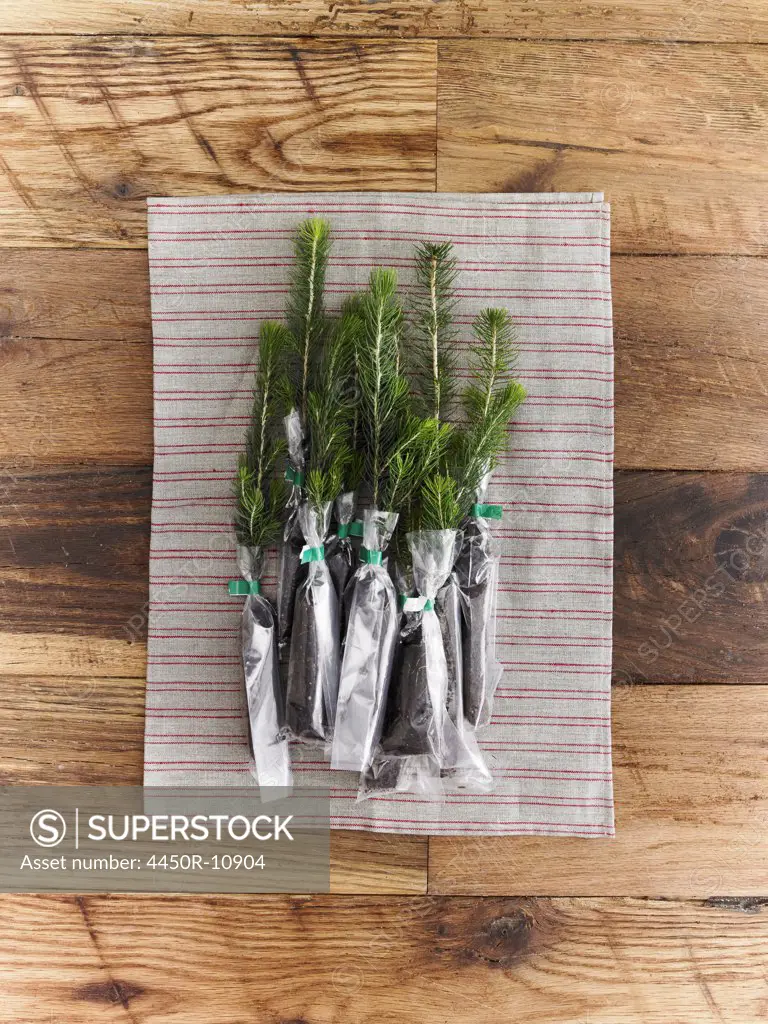 Overhead view of a bunch of evergreen fir tree saplings with roots protected and covered, ready for planting. New York city, USA