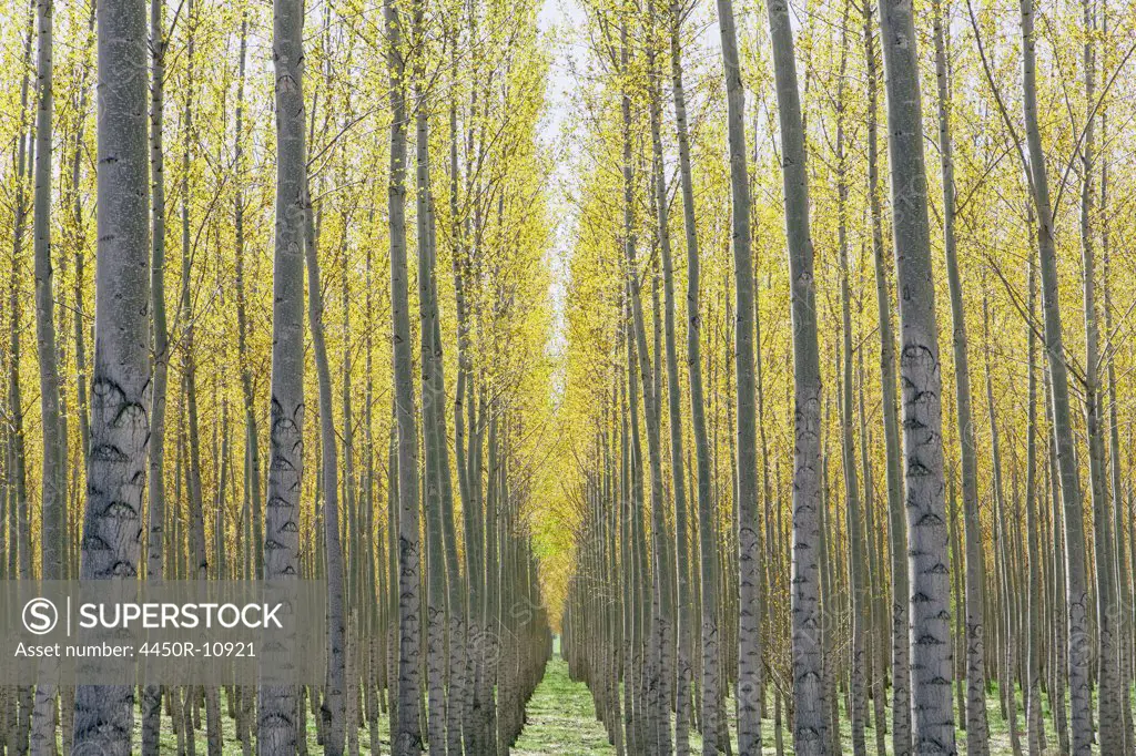 Rows of commercially grown poplar trees on a tree farm, near Pendleton, Oregon. Umatilla County, Oregon, USA
