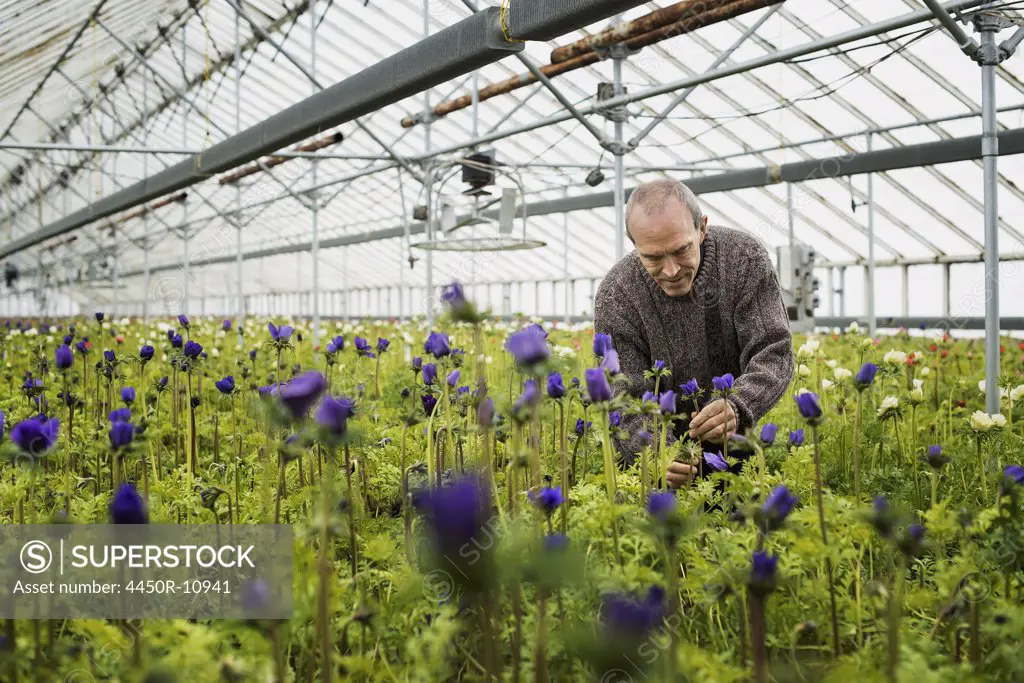 A man working in an organic plant nursery glasshouse in early spring. West Kill, New York, USA