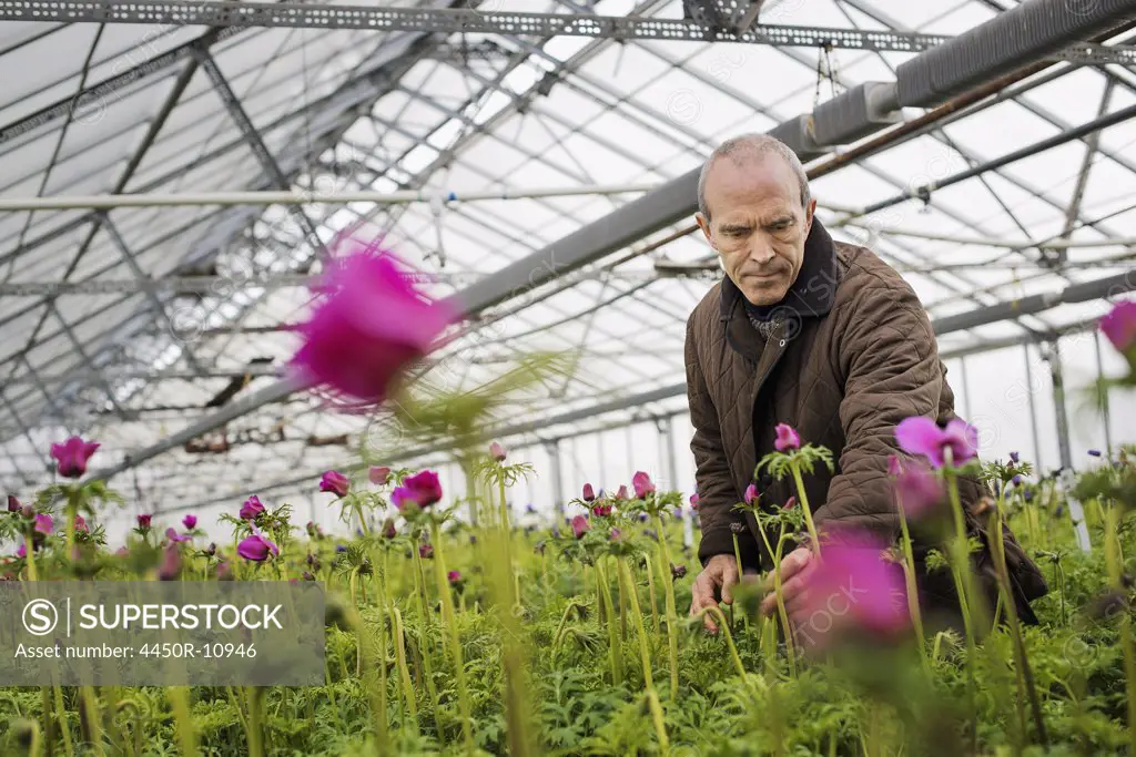 A man working in an organic plant nursery glasshouse in early spring. West Kill, New York, USA