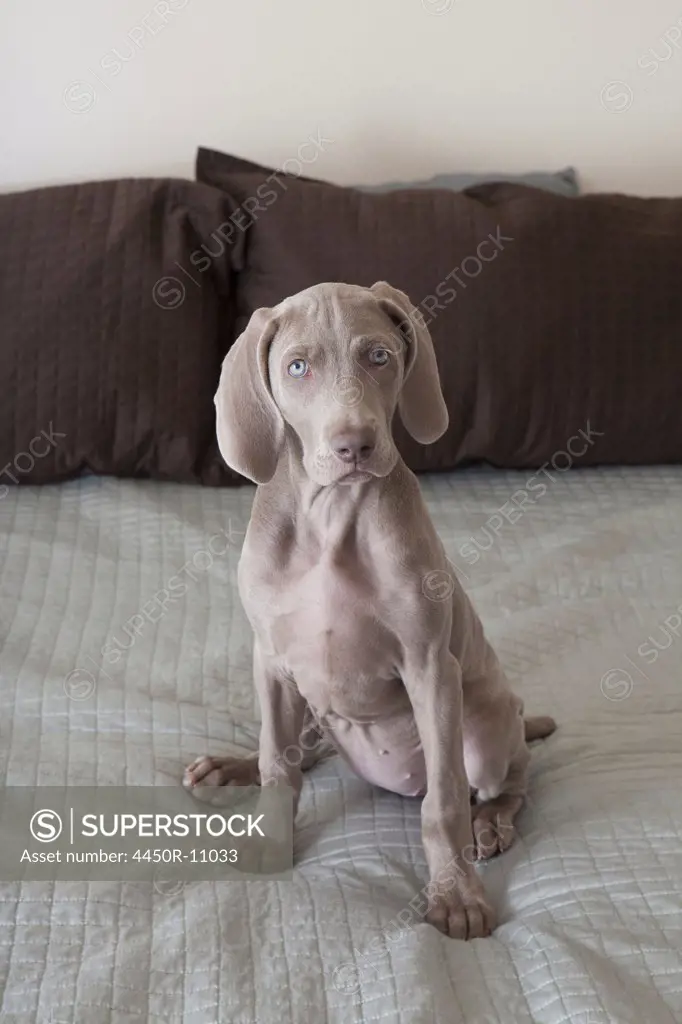 A Weimaraner puppy sitting up on a bed. New Mexico, USA