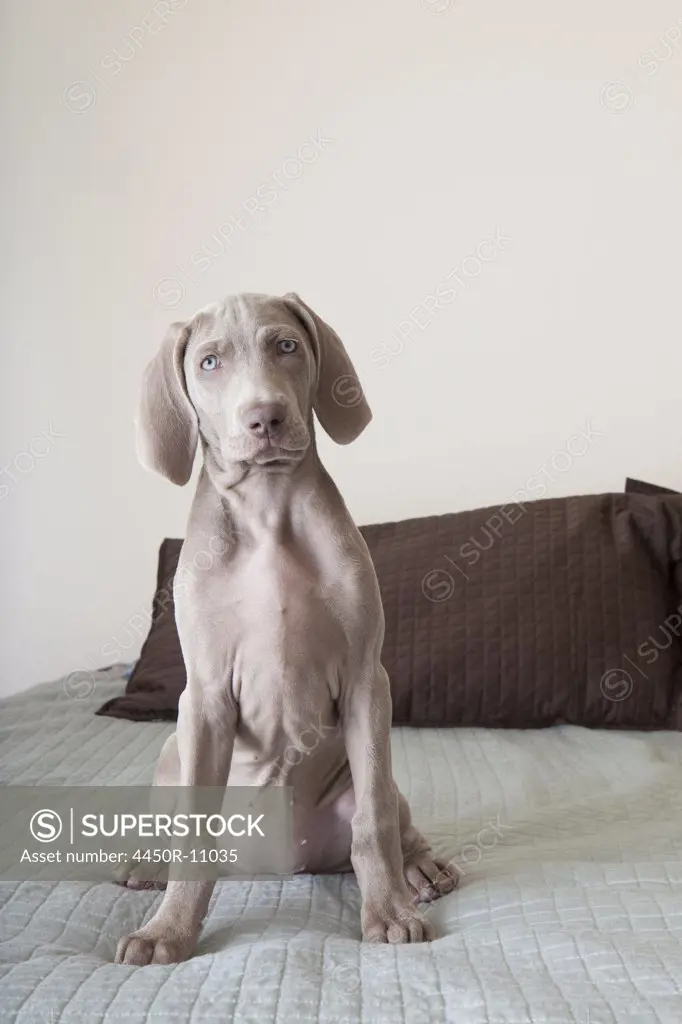 A Weimaraner puppy sitting up on a bed. New Mexico, USA