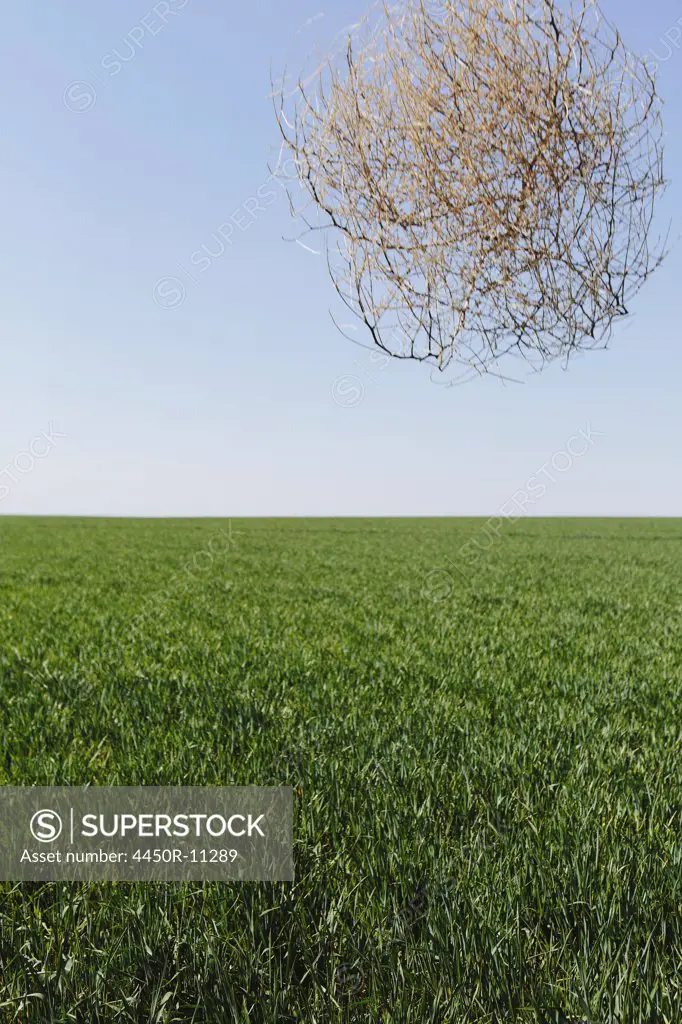 Sagebrush, tumbleweed blowing across a field of growing wheat crop in the farmland around Pullman, Washington, USA Whitman County, Washington, USA