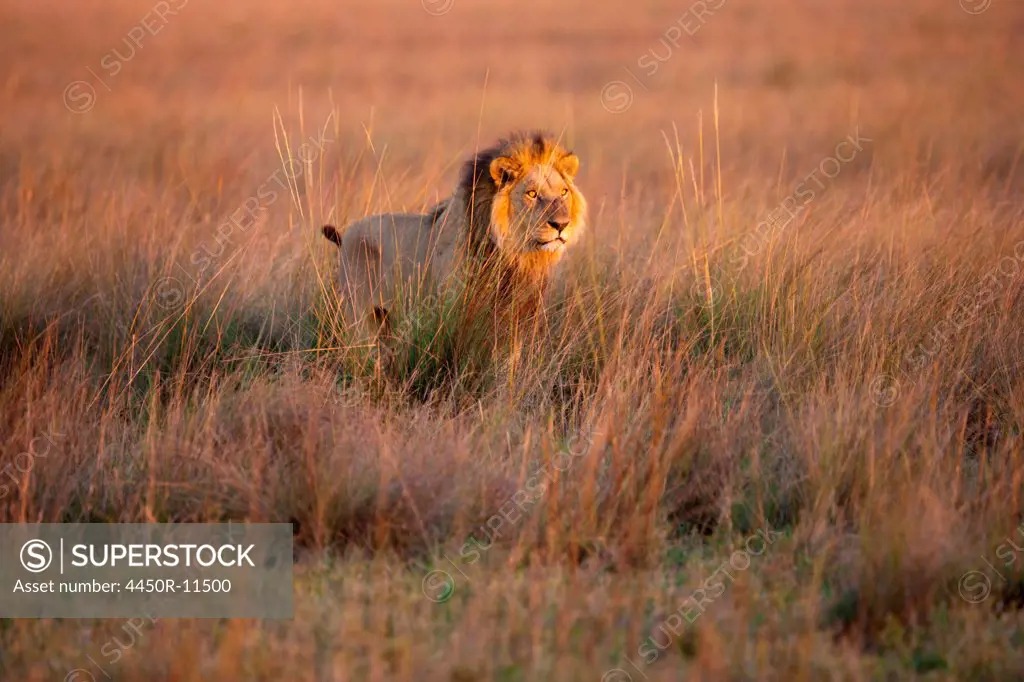 African lion, Duba Plains, Botswana Duba Plains, Botswana