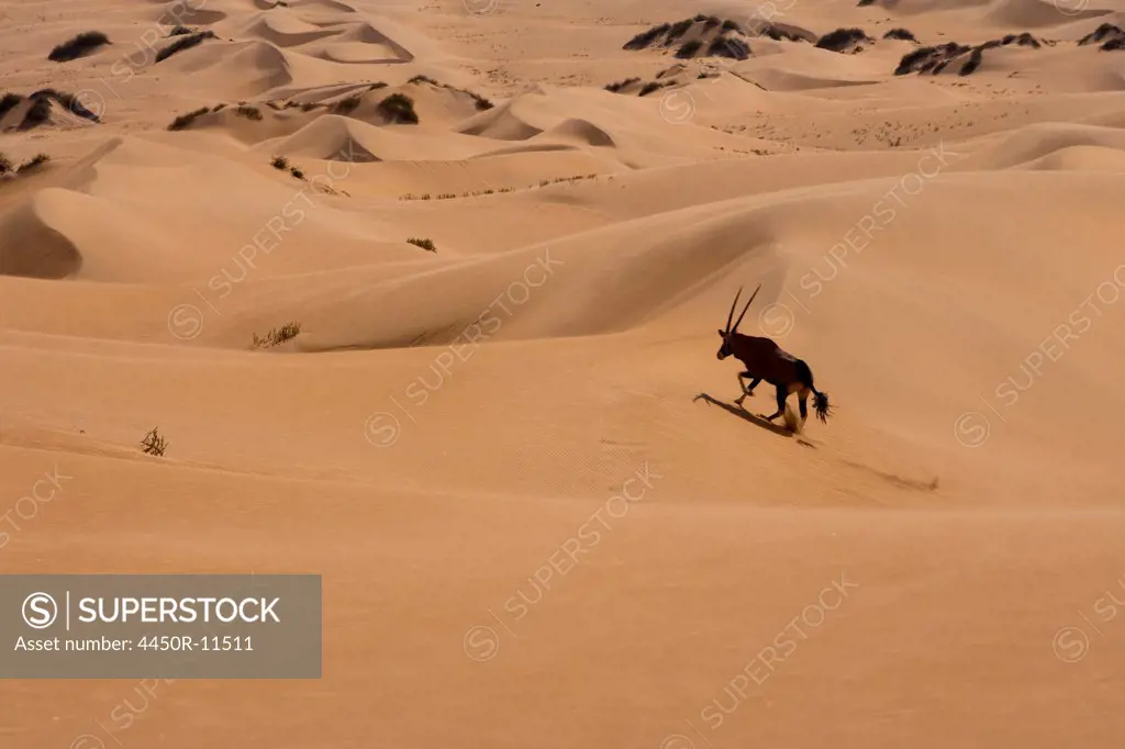 Gemsbok, Namib Desert, Namibia Namib Desert, Namibia