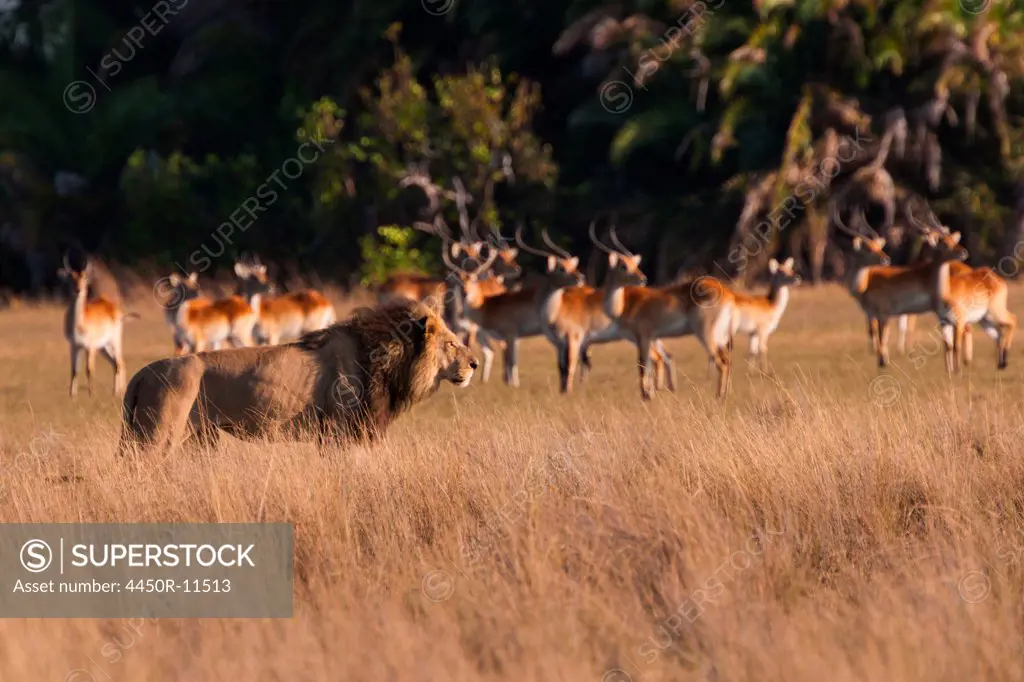 African lion and lechwe, Duba Plains, Botswana Duba Plains, Botswana
