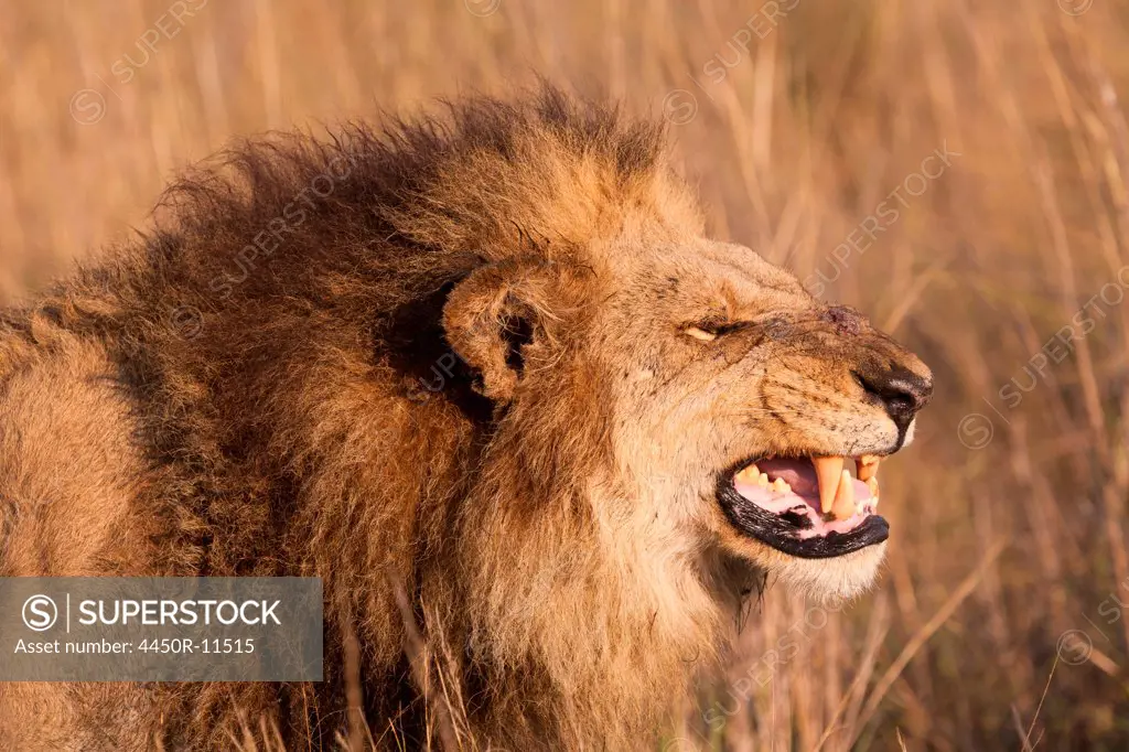 African lion, Duba Plains, Botswana Duba Plains, Botswana
