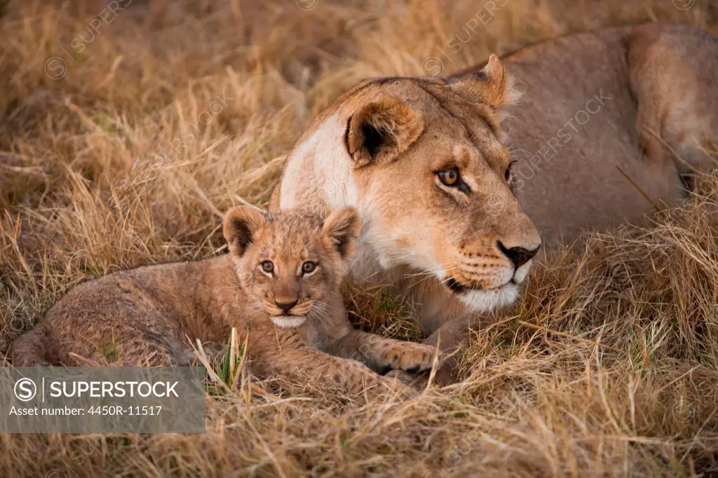 African lion and cub, Duba Plains, Botswana Duba Plains, Botswana