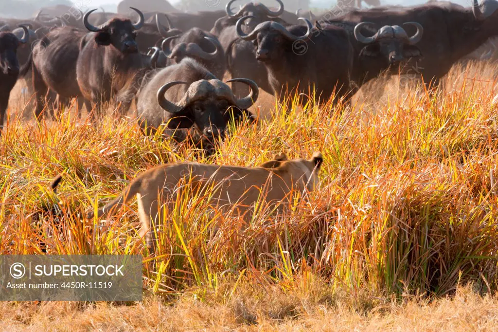 African lion and buffalo, Botswana Botswana