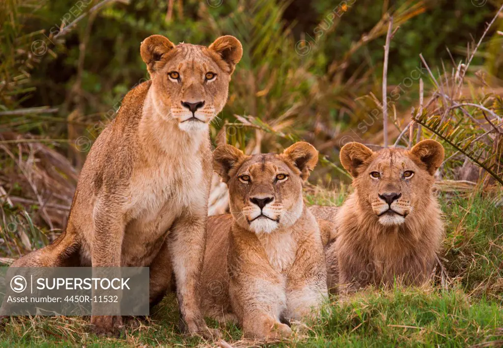 African lions, Botswana Botswana