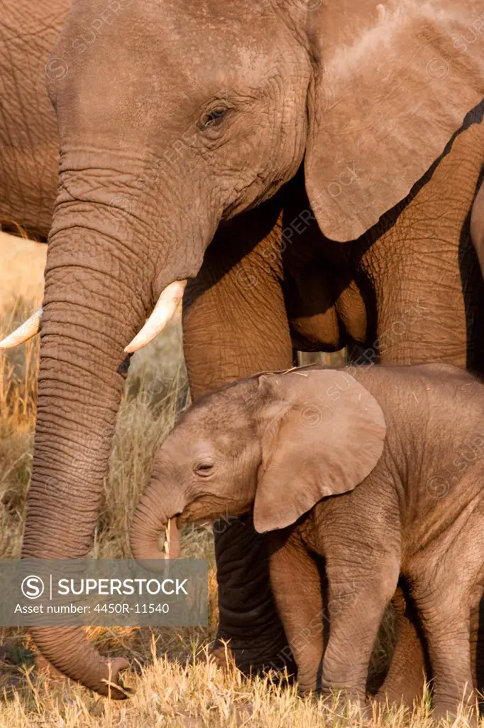 African elephant and calf, Okavango Delta, Botswana Botswana