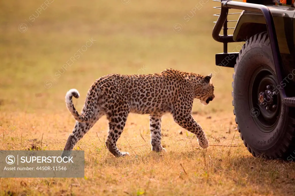 Leopard, Botswana Chobe National Park, Botswana
