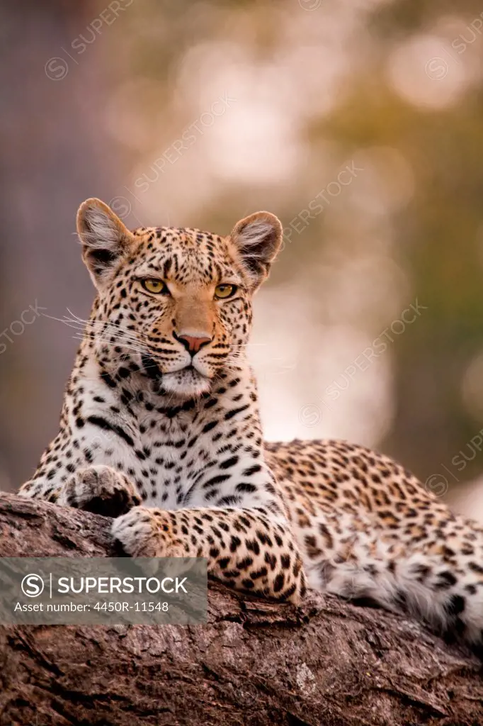 Leopard, Chobe National Park, Botswana Chobe National Park, Botswana