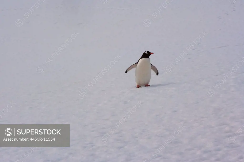 Gentoo penguin, Antarctica Antarctica