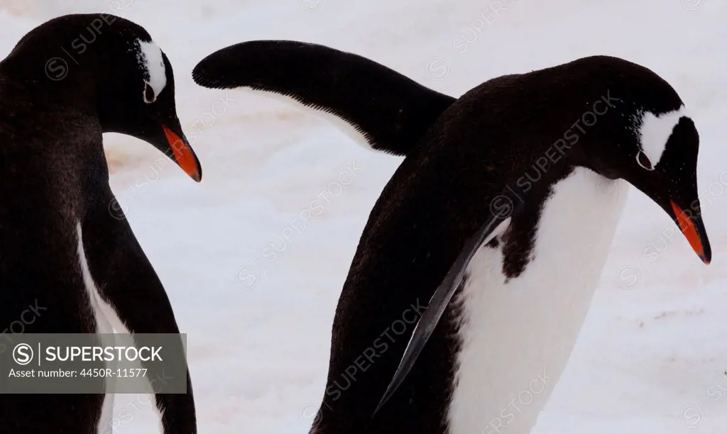 Gentoo penguins, Antarctica Antarctica