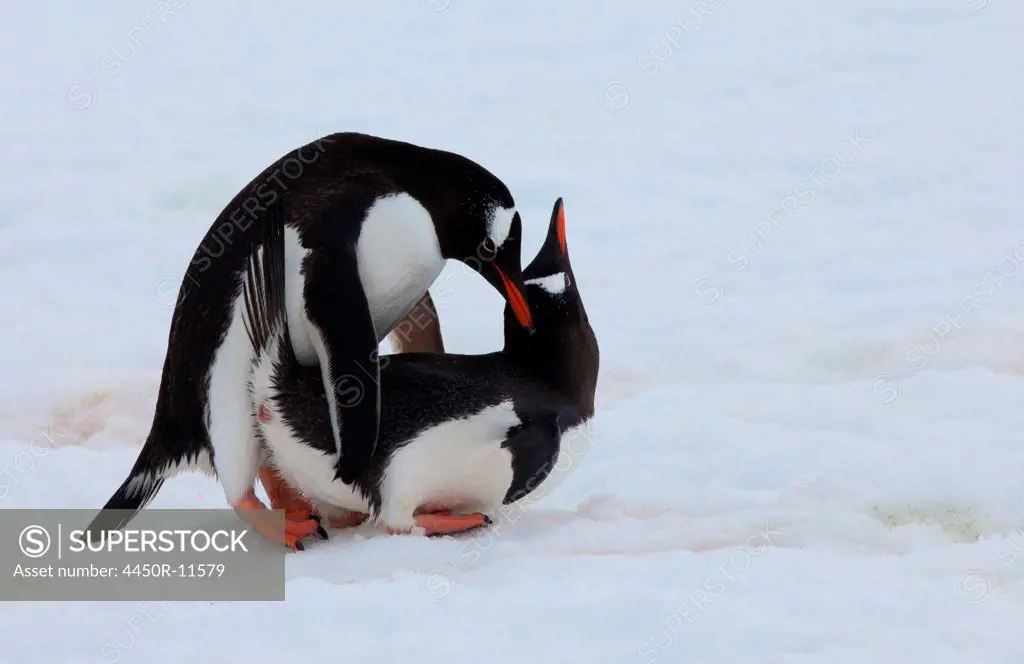 Gentoo penguins, Antarctica Antarctica