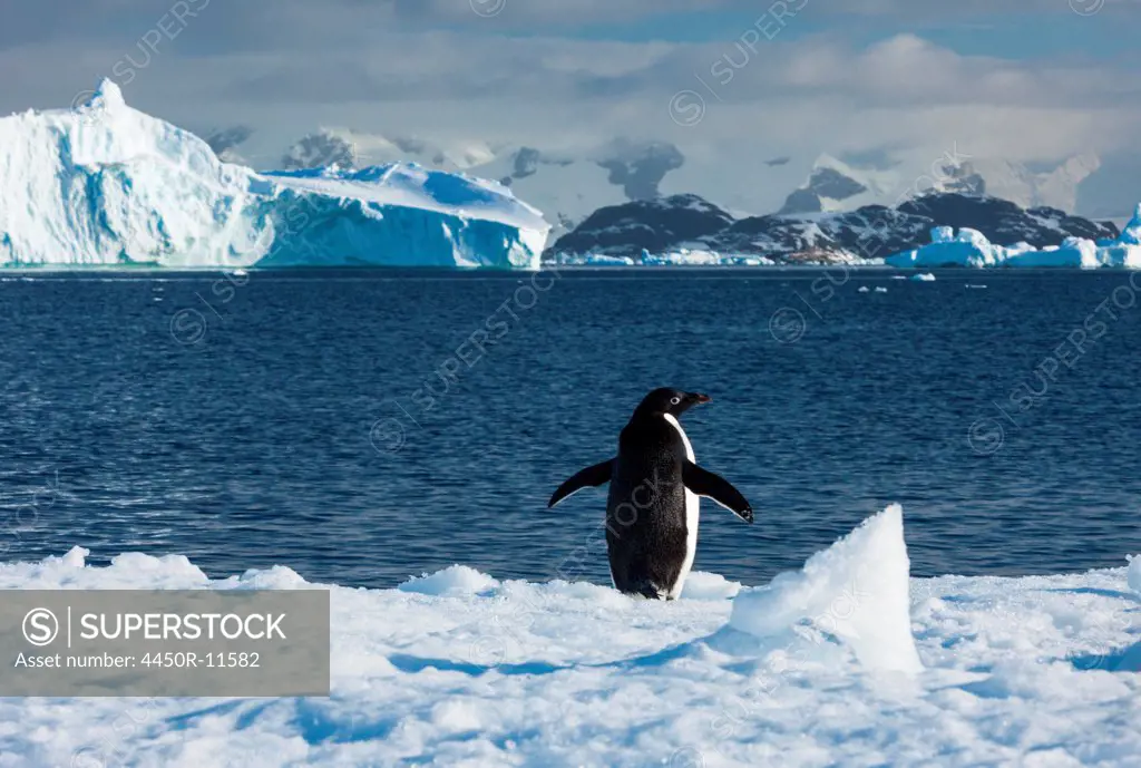 Adelie penguin, Antarctica Antarctica