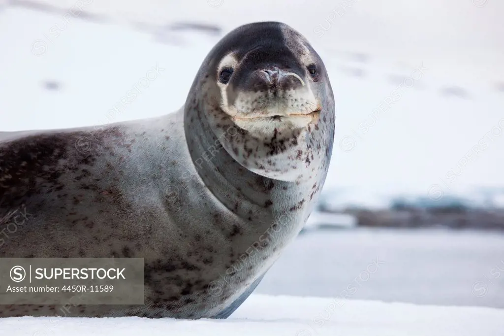 Leopard seal, Antarctica Antarctica