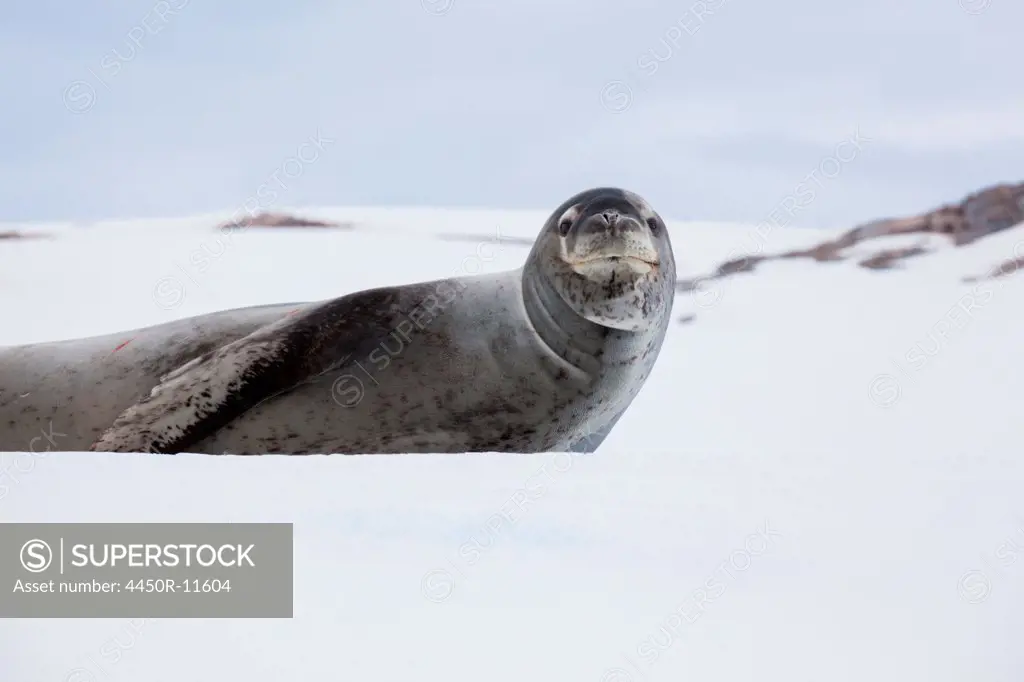 Leopard seal, Antarctica Antarctica