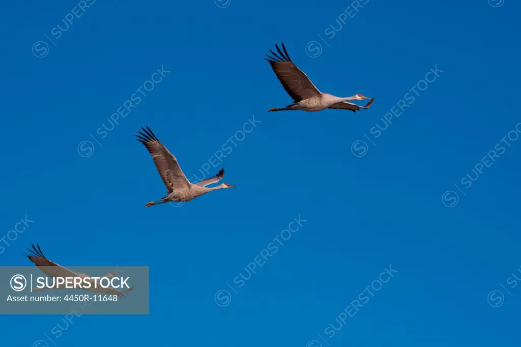 Sandhill cranes, Bosque Del Apache National Wildlife Refuge, New Mexico, USA Bosque Del Apache National Wildlife Refuge, New Mexico, USA