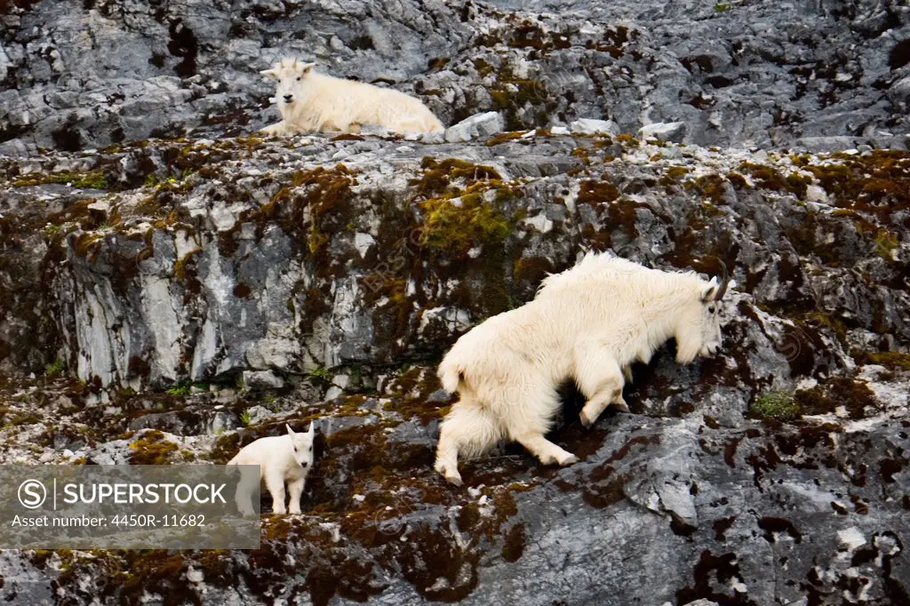 Mountain goats and kid, Glacier Bay National Park and Preserve, Alaska Glacier Bay National Park and Preserve, Alaska, USA