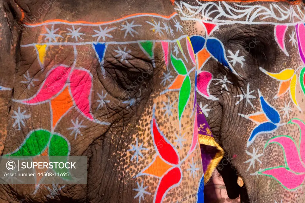 Elaborately adorned elephants during Holi, the Hindu festival of colours, in Jaipur, India. Images of peacocks and tigers on the foreheads. Jaipur, Rajasthan, India