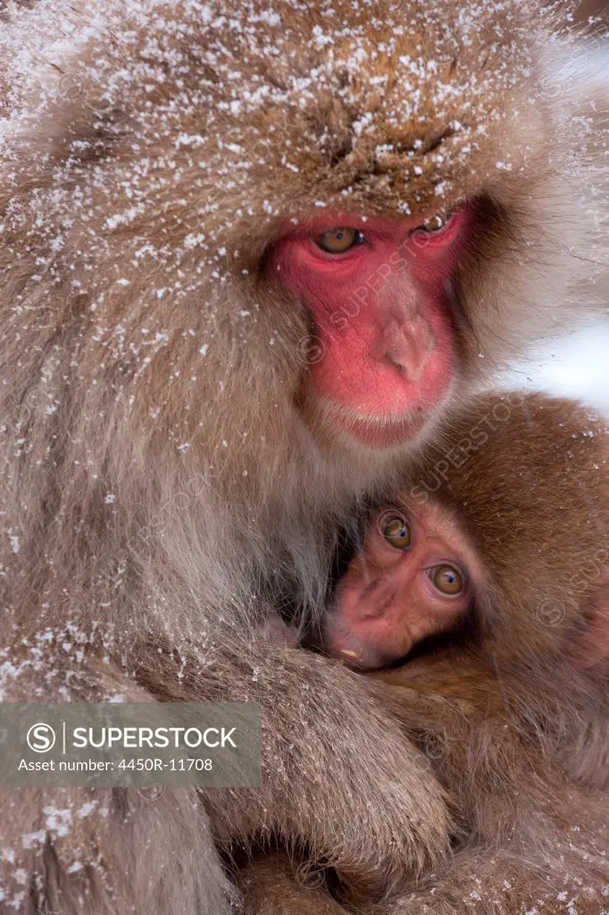 Japanese Macaques, Japanese Alps, Honshu Island, Japan Honshu Island, Japan