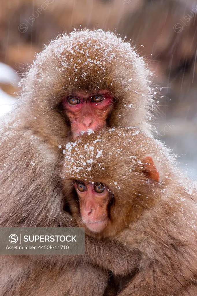 Japanese Macaques, Japanese Alps, Honshu Island, Japan Honshu Island, Japan