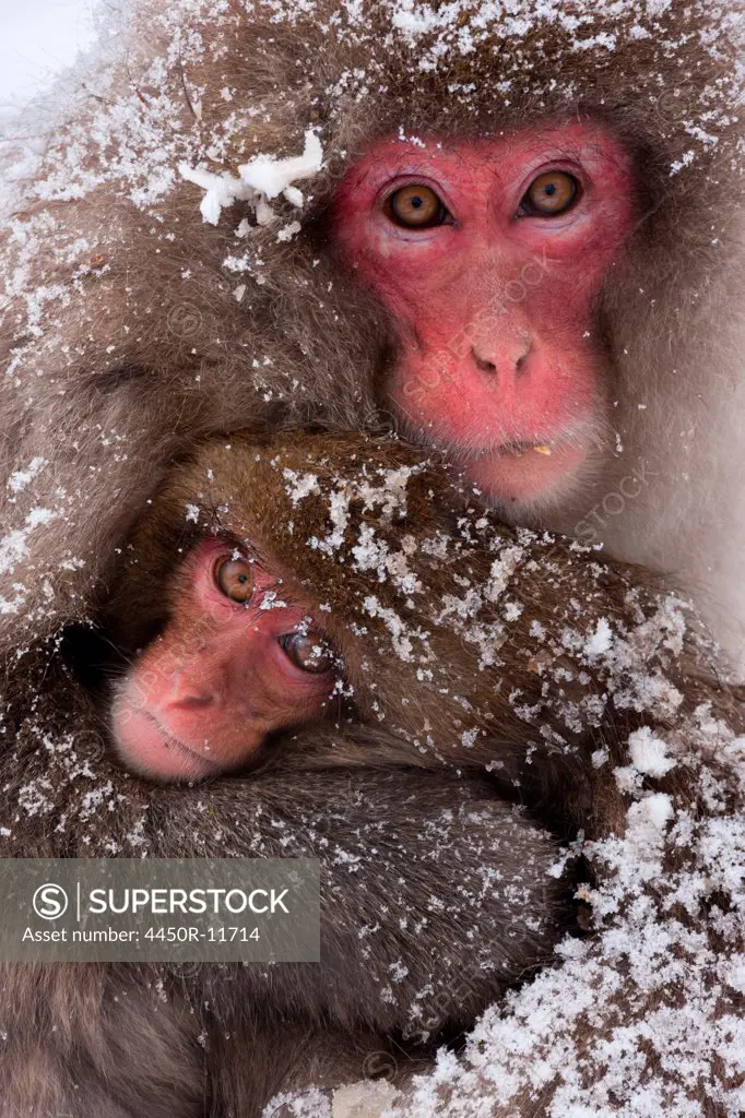 Japanese macaques, Honshu Island, Japan Honshu Island, Japan