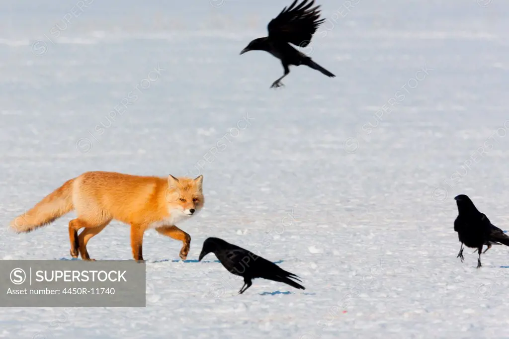 Red fox and crows, Hokkaido, Japan Hokkaido, Japan