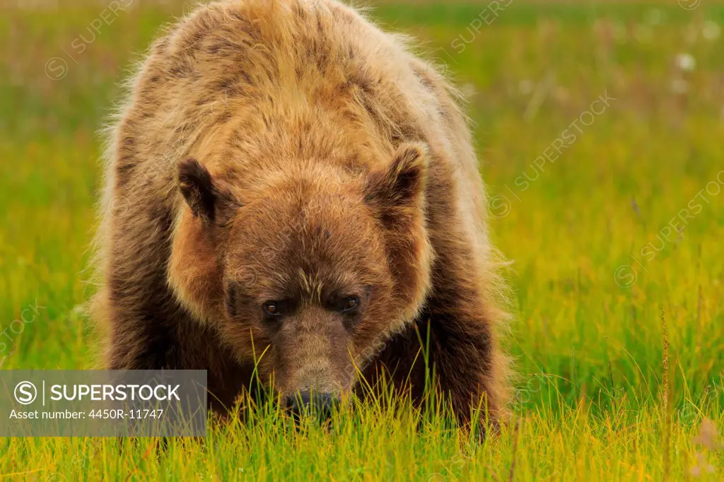 Brown bear, Lake Clark National Park, Alaska, USA Lake Clark National Park, Alaska, USA