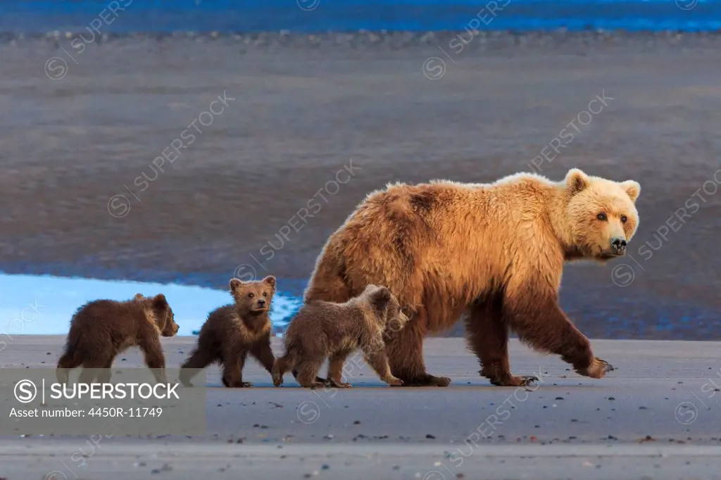 Brown bear sow and cubs, Lake Clark National Park, Alaska, USA Lake Clark National Park, Alaska, USA