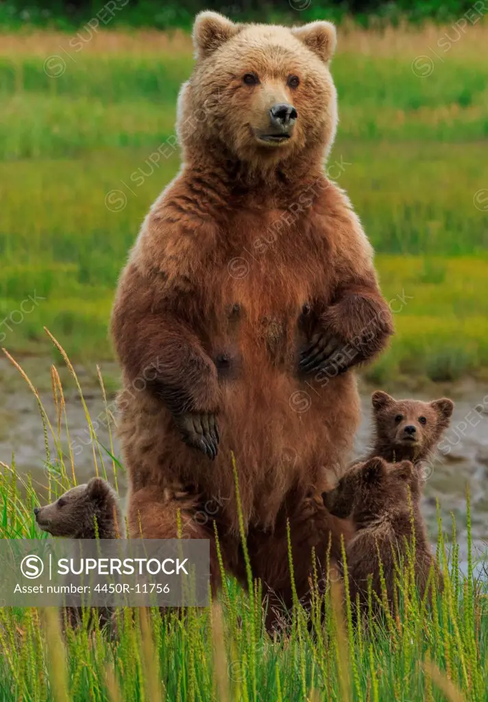 Brown bear sow and cubs, Lake Clark National Park, Alaska, USA Lake Clark National Park, Alaska, USA