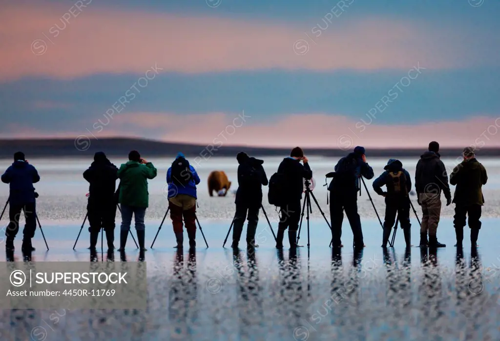 Photographers, brown bear, Lake Clark National Park, Alaska, USA, Ursus arctos, Lake Clark National Park, Alaska, USA
