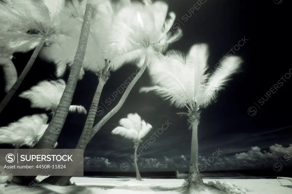 An infrared image of tall Palm trees, Puerto Rico,  Puerto Rico