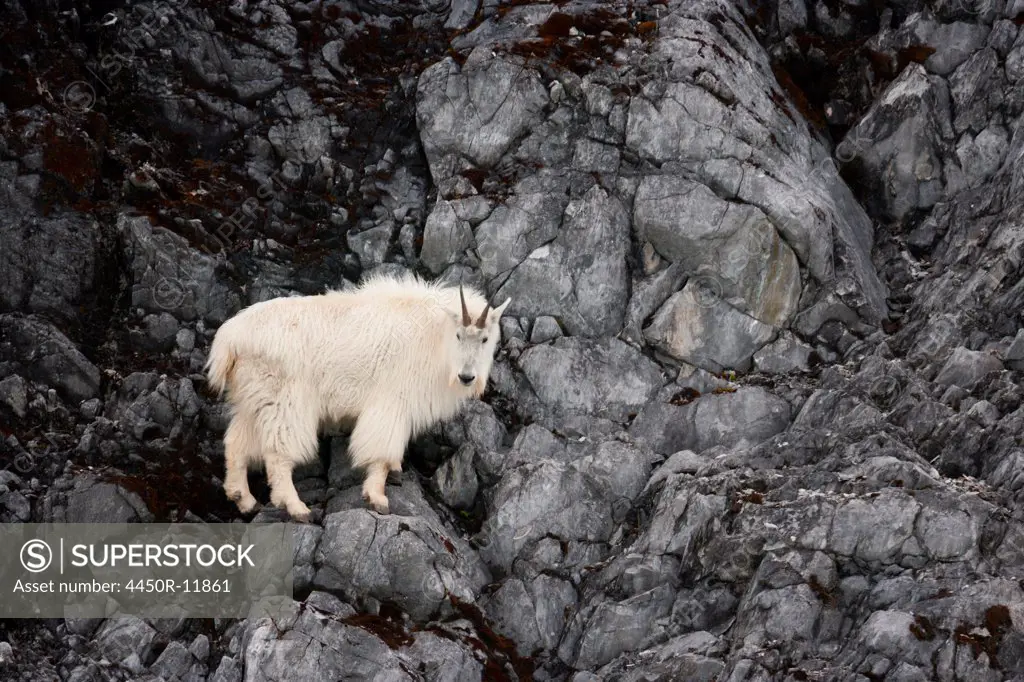Mountain Goat, Glacier Bay National Park and Preserve, Alaska, USA Glacier Bay National Park and Preserve, Alaska, USA