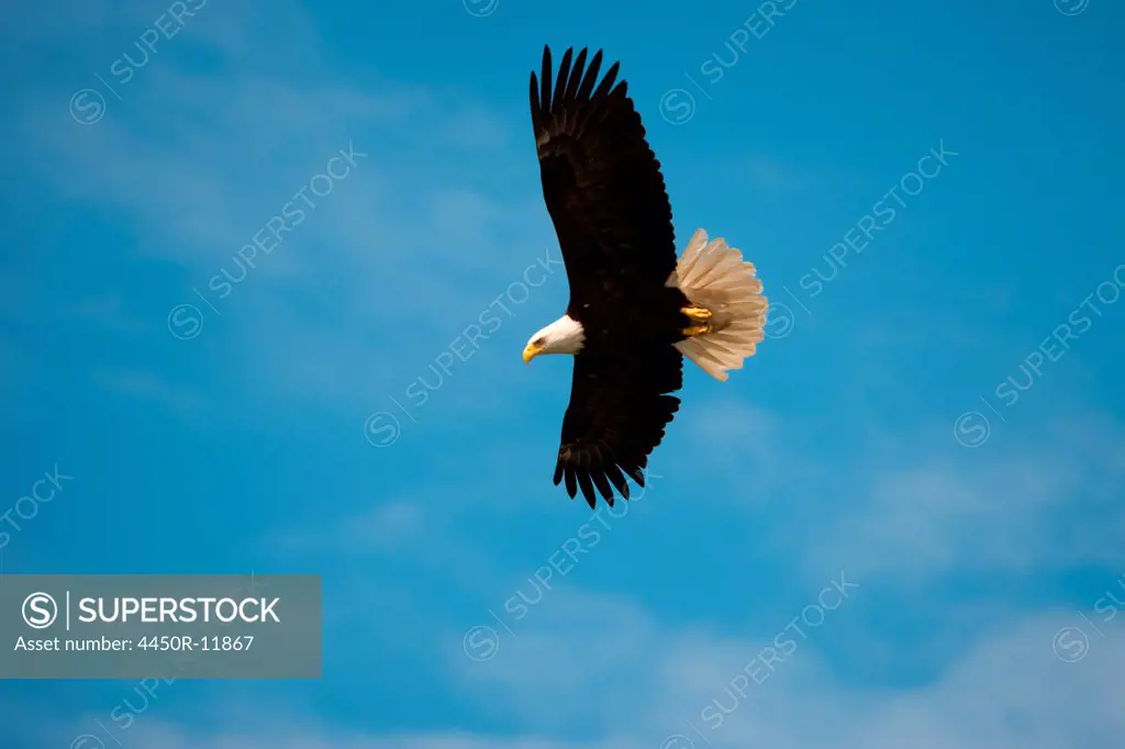 Bald Eagle, Glacier Bay National Park and Preserve, Alaska, USA Glacier Bay National Park and Preserve, Alaska, USA