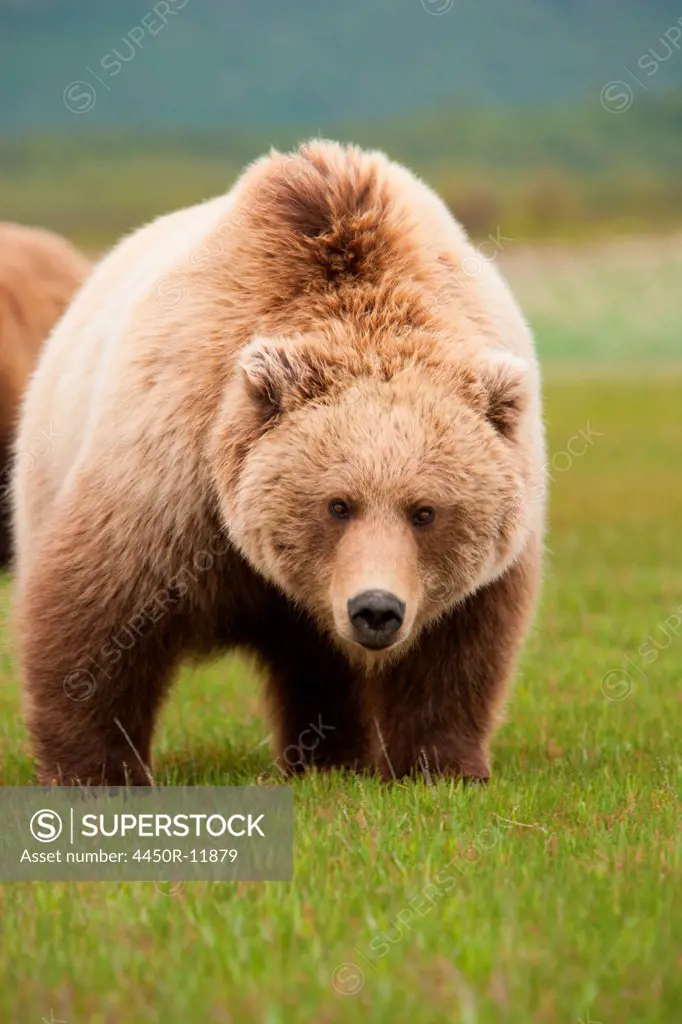 Brown bear, Katmai National Park, Alaska, USA Katmai National Park, Alaska, USA