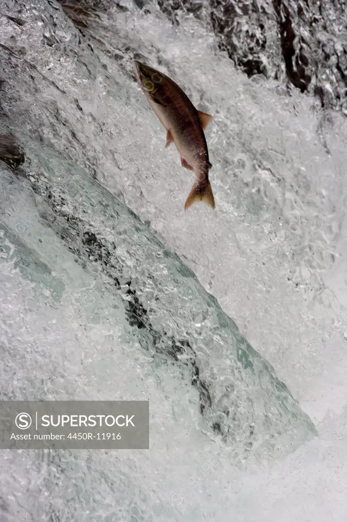 Salmon swimming upstream, Katmai National Park, Alaska, USA Katmai National Park, Alaska, USA