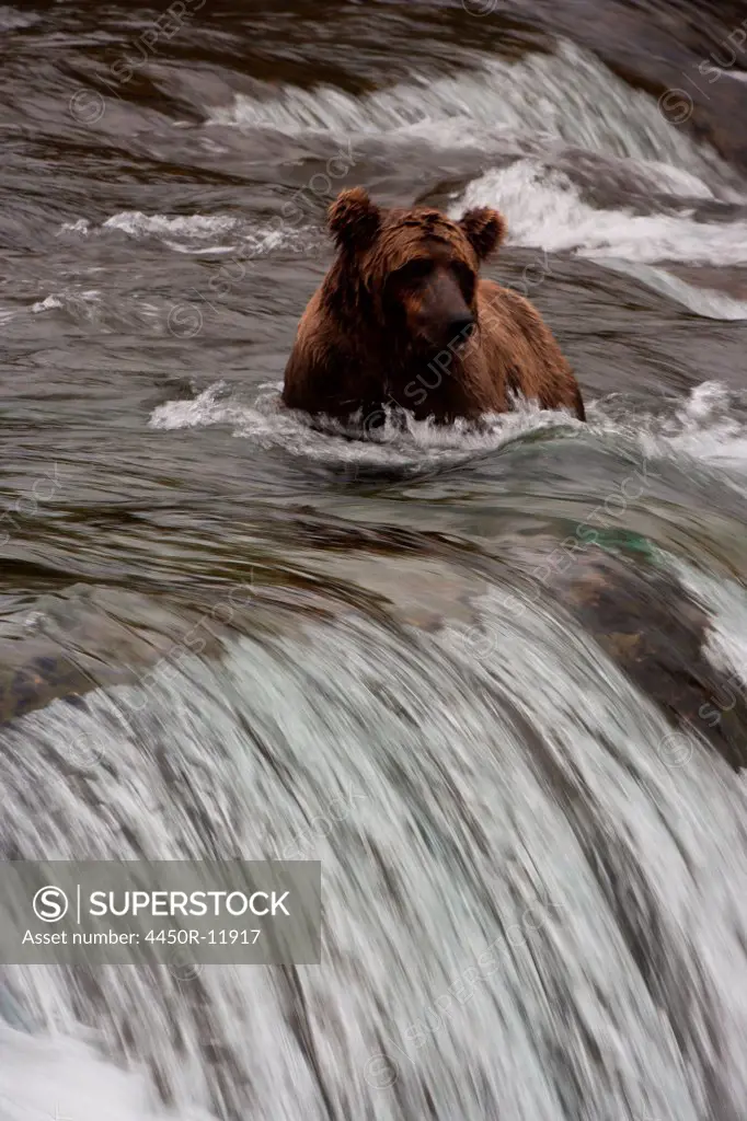 Brown bear, Katmai National Park, Alaska, USA Katmai National Park, Alaska, USA