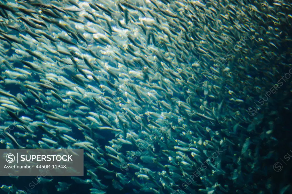 A school of Pacific Sardines fish, in a shoal, moving in the same direction at the Monterey Bay Aquarium. Monterey Bay, California, USA