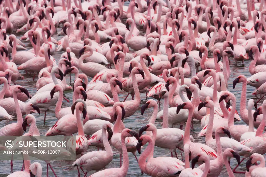 Lesser flamingos, Lake Narasha, Kenya Lake Narasha, Kenya