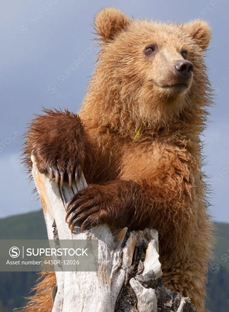 Brown bear, Lake Clark National Park, Alaska, USA Lake Clark National Park, Alaska, USA