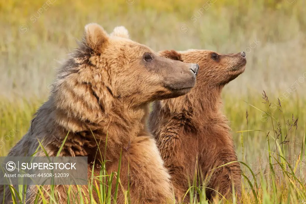 Brown bears, Lake Clark National Park, Alaska, USA Lake Clark National Park, Alaska, USA