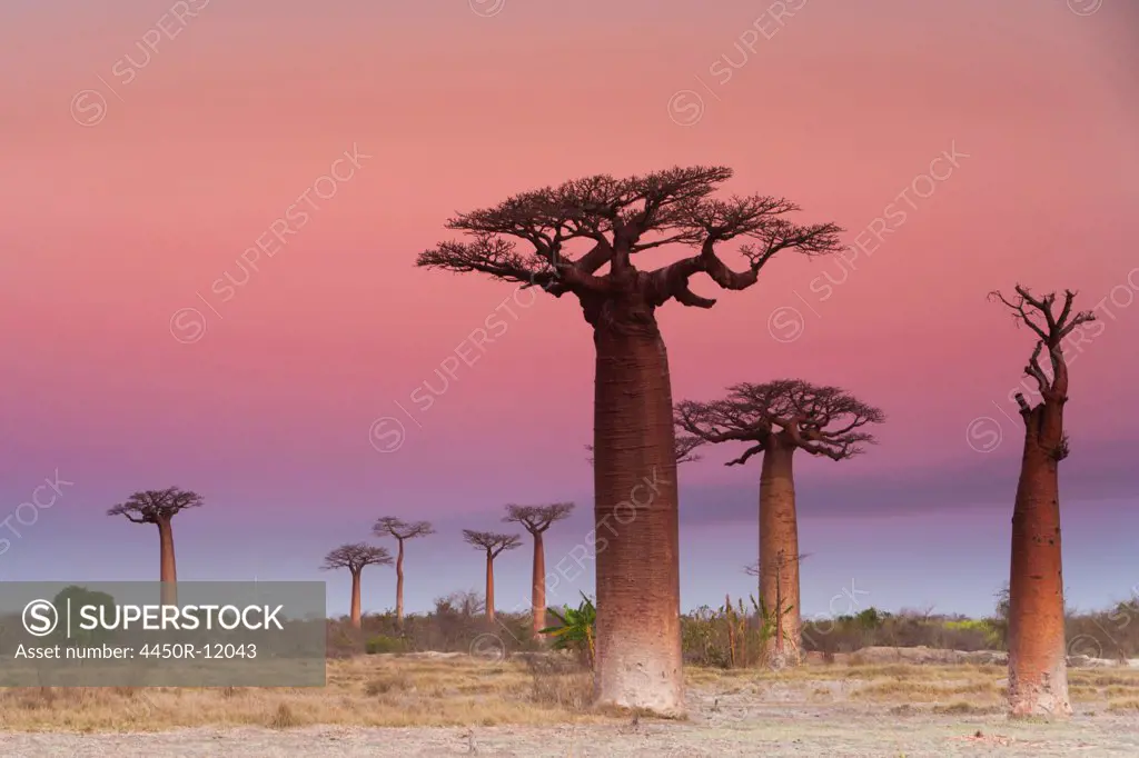 Baobab trees, Madagascar Madagascar