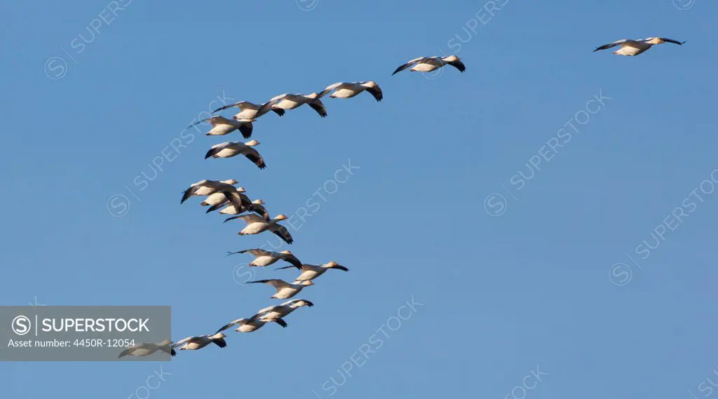 Snow geese in flight, Skagit Valley, Washington, USA Skagit Valley, Washington,USA