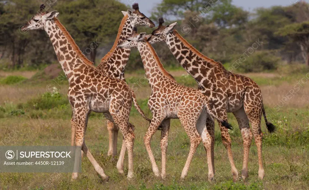 A small group of masai giraffe, Serengeti National Park, Tanzania Serengeti National Park, Tanzania
