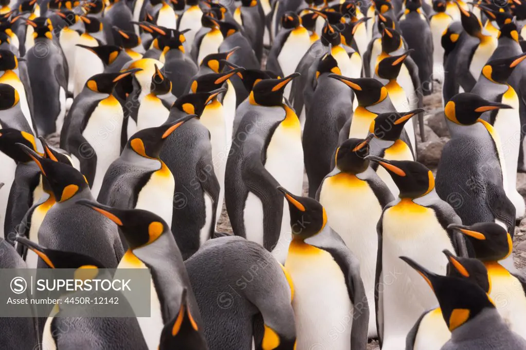 King Penguins, Aptenodytes patagonicus, in a  bird colony on South Georgia Island, on the Falkland islands. South Georgia Island, Falkland islands