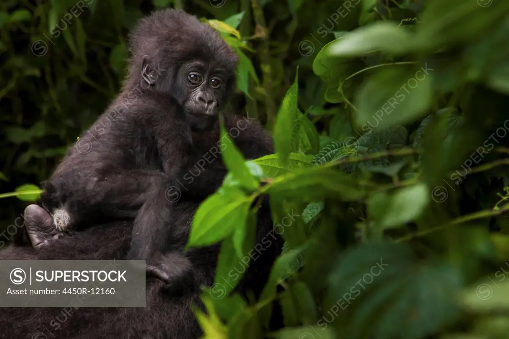 Mountain gorilla juvenile, Volcanoes National Park, Rwanda Volcanoes National Park, Rwanda