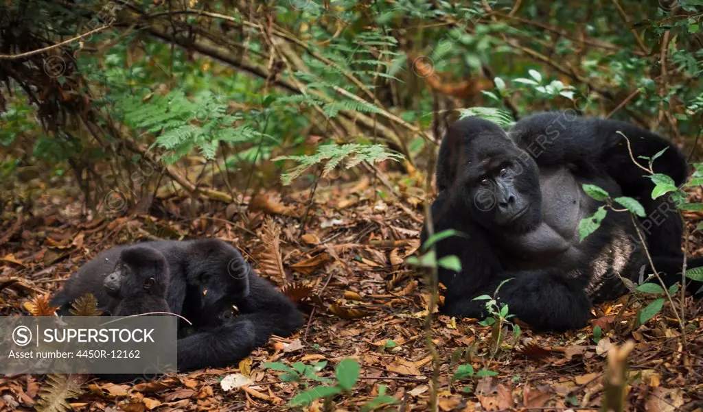 Mountain gorillas and juvenile, Volcanoes National Park, Rwanda Volcanoes National Park, Rwanda